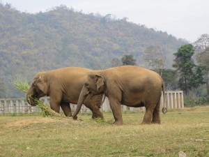 Elephants